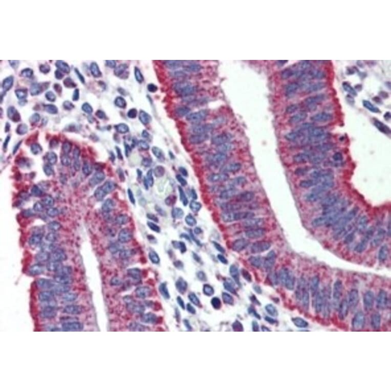 Immunohistochemistry - Anti-DAP12 Antibody (A326238) - Antibodies.com