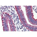 Immunohistochemistry - Anti-DAP12 Antibody (A326238) - Antibodies.com