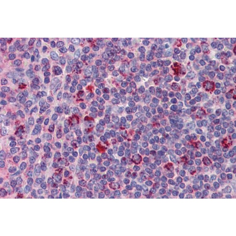 Immunohistochemistry - Anti-DAP12 Antibody (A326238) - Antibodies.com
