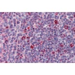 Immunohistochemistry - Anti-DAP12 Antibody (A326238) - Antibodies.com