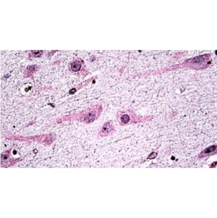 Immunohistochemistry - Anti-Dicer Antibody (A326239) - Antibodies.com