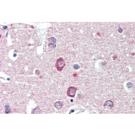 Immunohistochemistry - Anti-DLGAP1 Antibody (A326240) - Antibodies.com