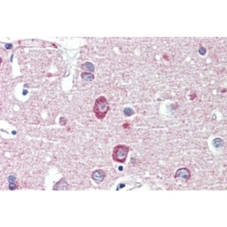 Immunohistochemistry - Anti-DLGAP1 Antibody (A326240) - Antibodies.com