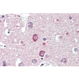 Immunohistochemistry - Anti-DLGAP1 Antibody (A326240) - Antibodies.com