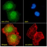 Immunofluorescence - Anti-ER81/ETV1 Antibody (A326241) - Antibodies.com