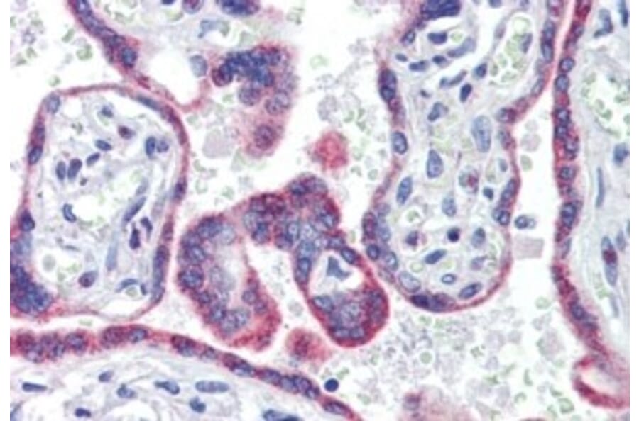 Immunohistochemistry - Anti-Estrogen Receptor beta Antibody (A326242) - Antibodies.com