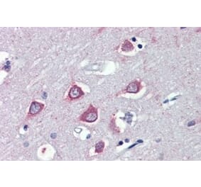 Immunohistochemistry - Anti-FAAH1 Antibody (A326243) - Antibodies.com
