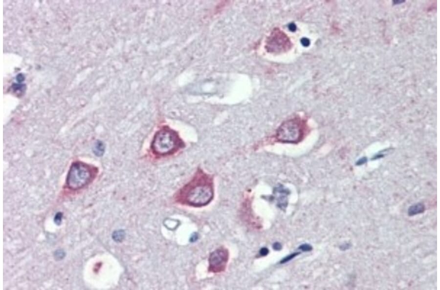 Immunohistochemistry - Anti-FAAH1 Antibody (A326243) - Antibodies.com