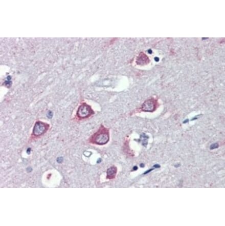 Immunohistochemistry - Anti-FAAH1 Antibody (A326243) - Antibodies.com