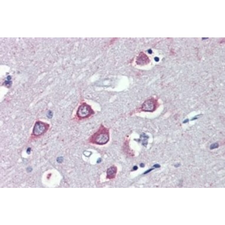 Immunohistochemistry - Anti-FAAH1 Antibody (A326243) - Antibodies.com