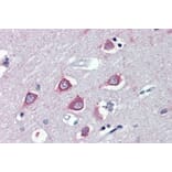 Immunohistochemistry - Anti-FAAH1 Antibody (A326243) - Antibodies.com