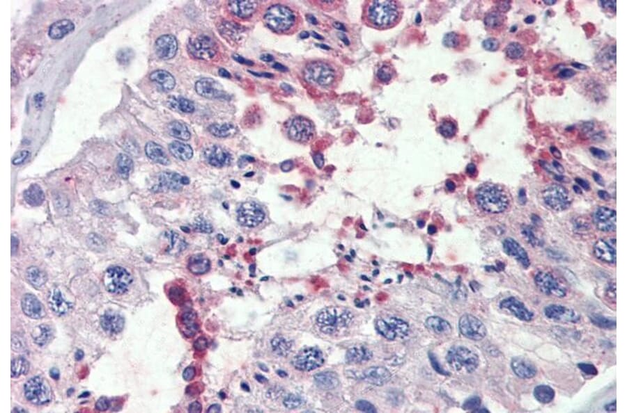 Immunohistochemistry - Anti-FAAH1 Antibody (A326243) - Antibodies.com