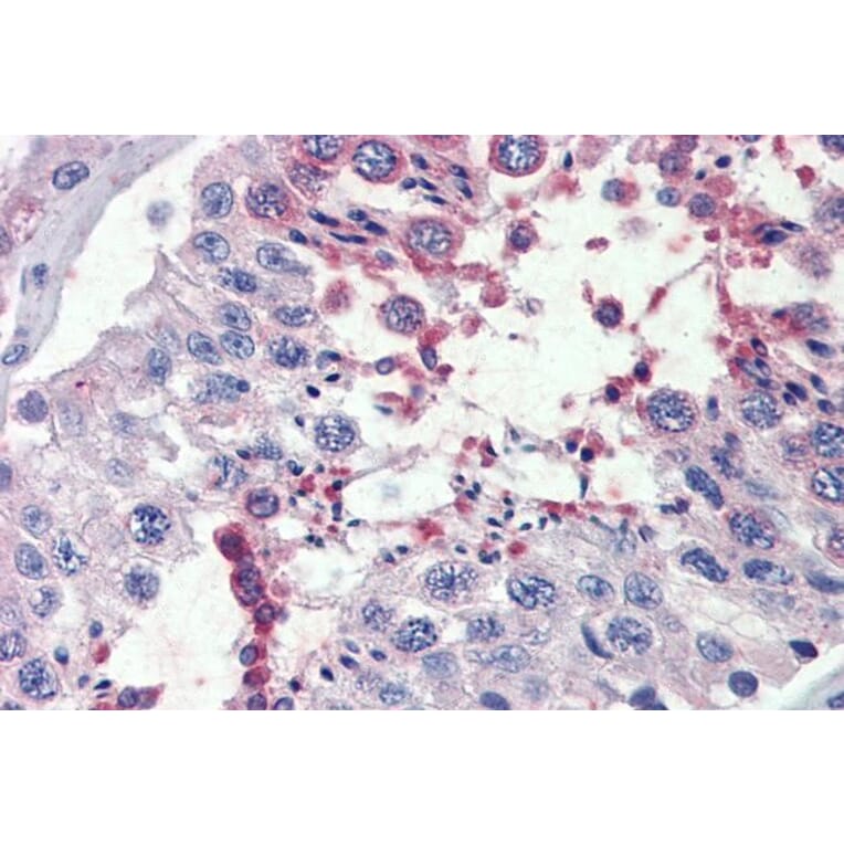 Immunohistochemistry - Anti-FAAH1 Antibody (A326243) - Antibodies.com