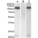 Western Blot - Anti-Furin Antibody (A326245) - Antibodies.com