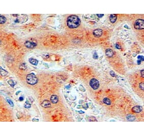 Immunohistochemistry - Anti-Furin Antibody (A326246) - Antibodies.com