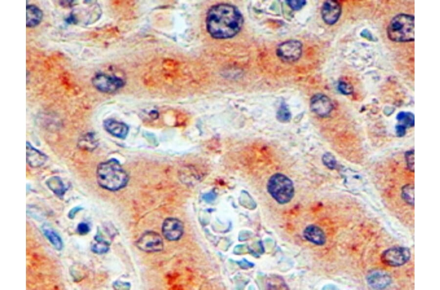 Immunohistochemistry - Anti-Furin Antibody (A326246) - Antibodies.com