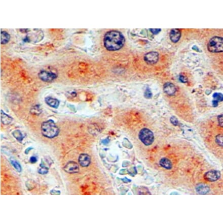 Immunohistochemistry - Anti-Furin Antibody (A326246) - Antibodies.com