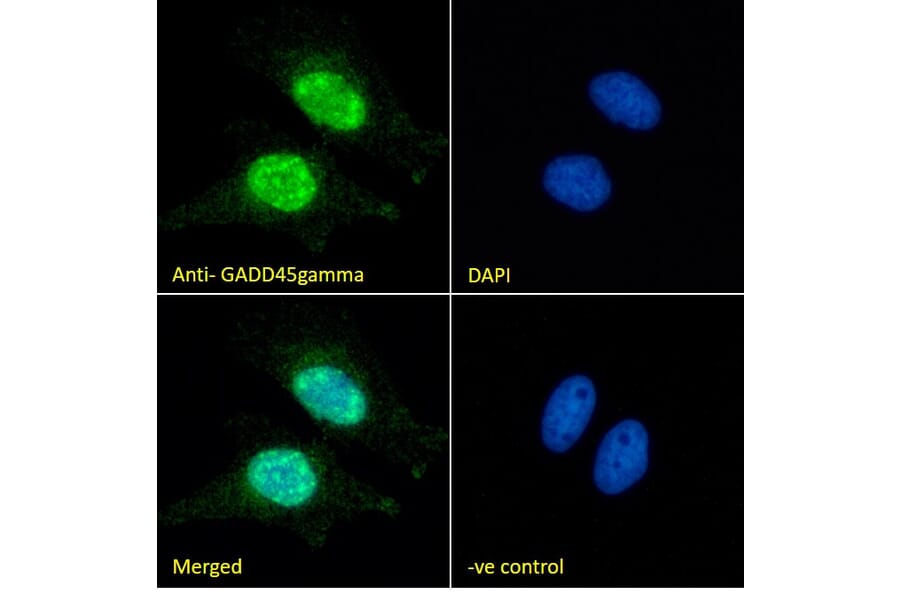 Immunofluorescence - Anti-GADD45G/CR6 Antibody (A326248) - Antibodies.com