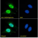 Immunofluorescence - Anti-GADD45G/CR6 Antibody (A326248) - Antibodies.com