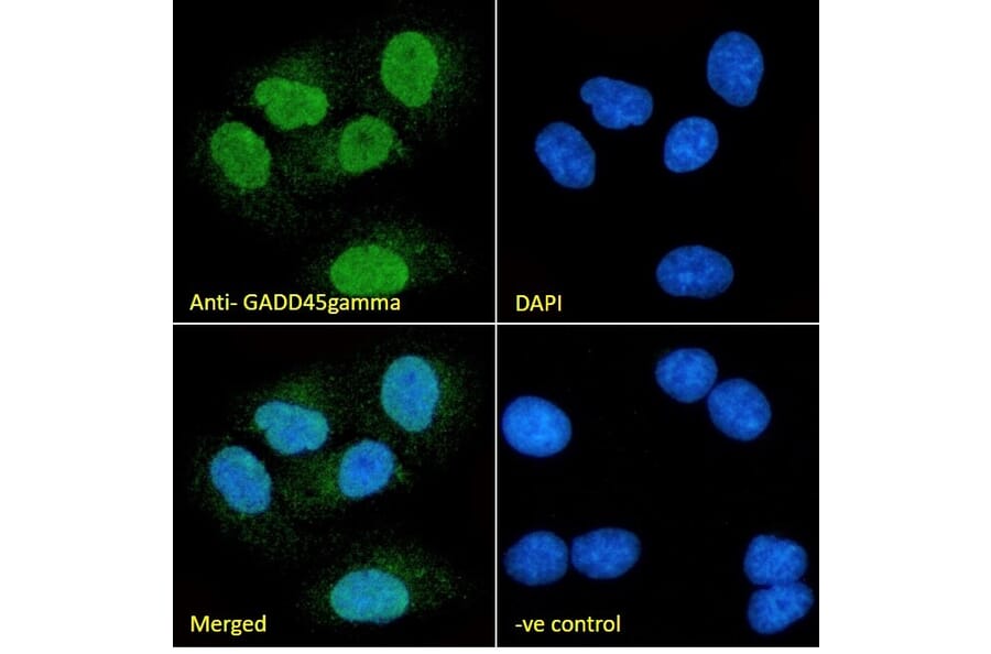 Immunofluorescence - Anti-GADD45G/CR6 Antibody (A326248) - Antibodies.com