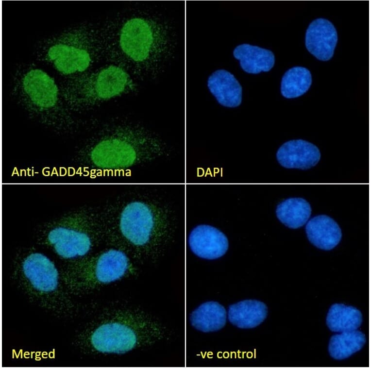 Immunofluorescence - Anti-GADD45G/CR6 Antibody (A326248) - Antibodies.com