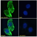 Immunofluorescence - Anti-Glucose Transporter GLUT2 Antibody (A326249) - Antibodies.com