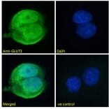 Immunofluorescence - Anti-Glucose Transporter GLUT2 Antibody (A326249) - Antibodies.com