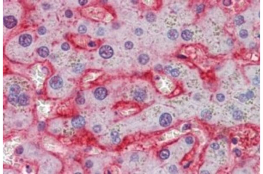 Immunohistochemistry - Anti-Glucose Transporter GLUT2 Antibody (A326249) - Antibodies.com