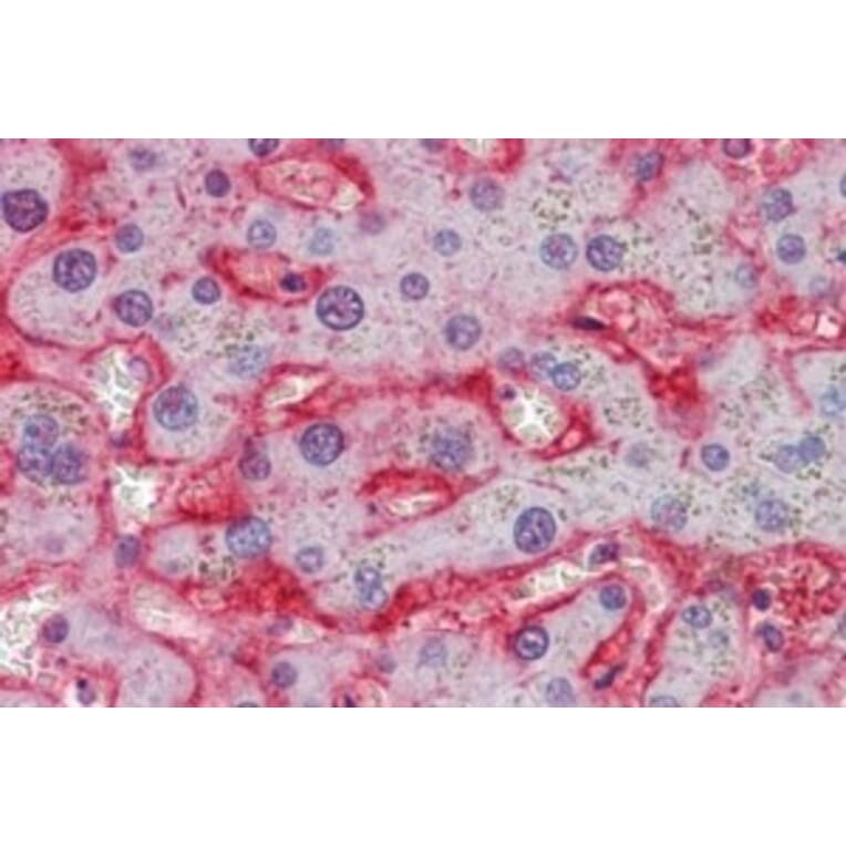Immunohistochemistry - Anti-Glucose Transporter GLUT2 Antibody (A326249) - Antibodies.com