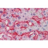 Immunohistochemistry - Anti-Glucose Transporter GLUT2 Antibody (A326249) - Antibodies.com
