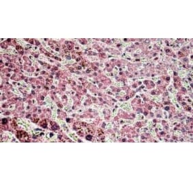 Immunohistochemistry - Anti-Golgin-245 Antibody (A326250) - Antibodies.com