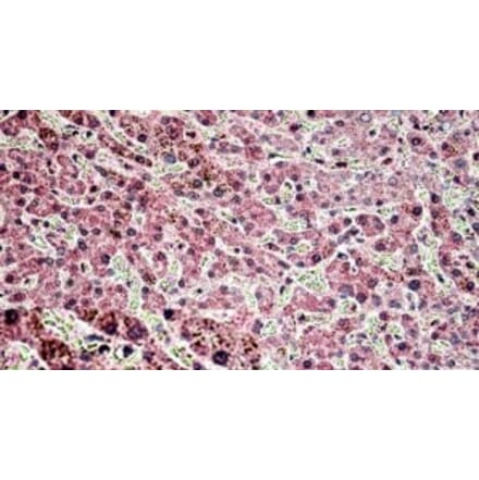 Immunohistochemistry - Anti-Golgin-245 Antibody (A326250) - Antibodies.com
