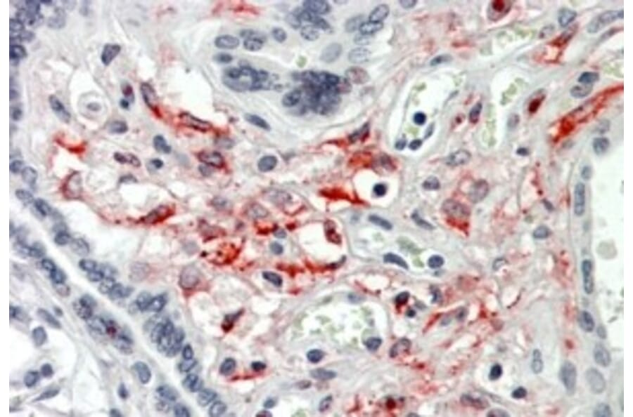 Immunohistochemistry - Anti-HCP1/PCFT Antibody (A326251) - Antibodies.com