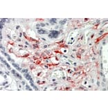 Immunohistochemistry - Anti-HCP1/PCFT Antibody (A326251) - Antibodies.com