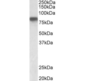 Western Blot - Anti-Hemopexin Antibody (A326252) - Antibodies.com