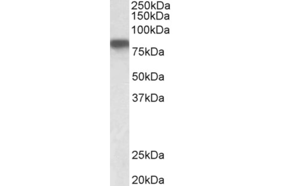 Western Blot - Anti-Hemopexin Antibody (A326252) - Antibodies.com