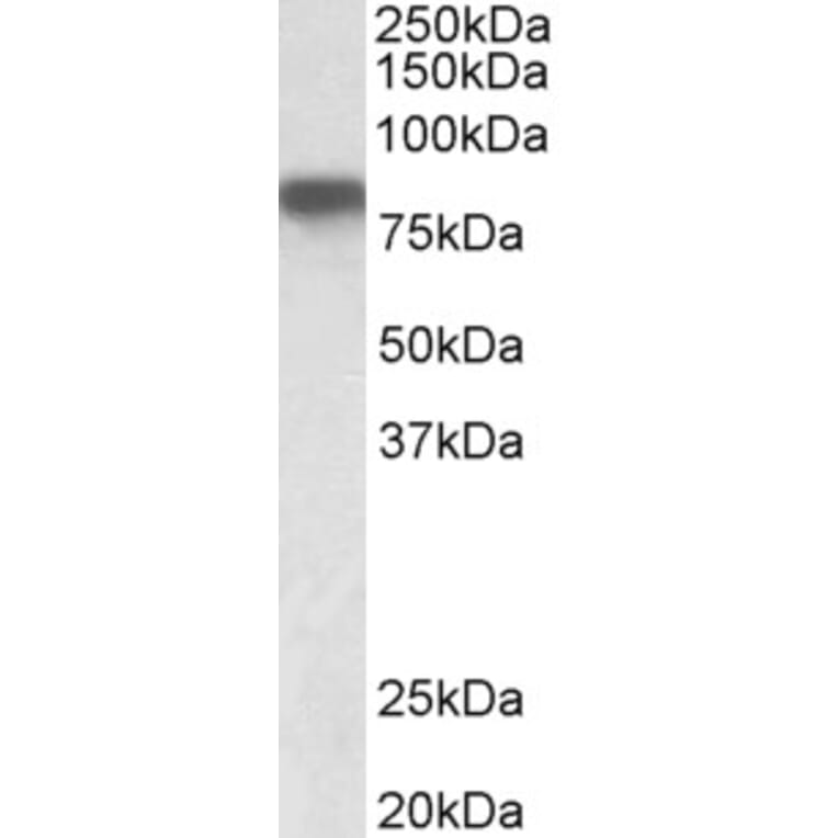 Western Blot - Anti-Hemopexin Antibody (A326252) - Antibodies.com