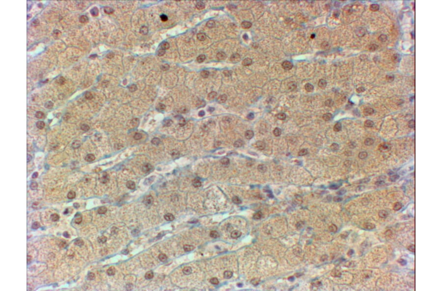 Immunohistochemistry - Anti-HNF1 alpha Antibody (A326253) - Antibodies.com