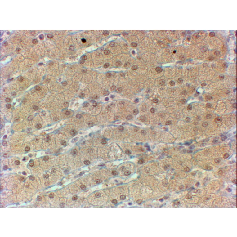 Immunohistochemistry - Anti-HNF1 alpha Antibody (A326253) - Antibodies.com