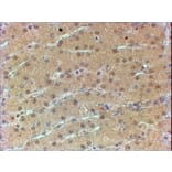 Immunohistochemistry - Anti-HNF1 alpha Antibody (A326253) - Antibodies.com
