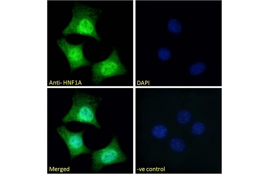 Immunofluorescence - Anti-HNF1 alpha Antibody (A326253) - Antibodies.com