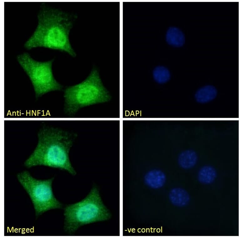 Immunofluorescence - Anti-HNF1 alpha Antibody (A326253) - Antibodies.com