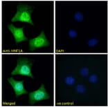 Immunofluorescence - Anti-HNF1 alpha Antibody (A326253) - Antibodies.com