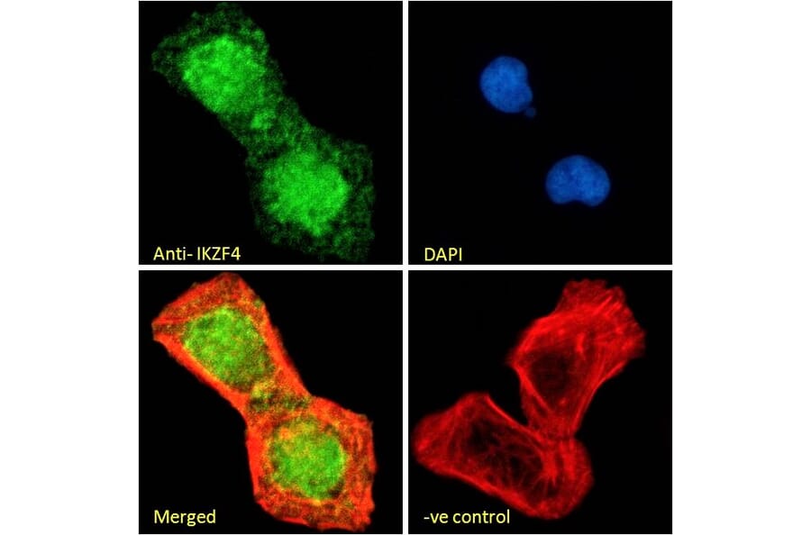 Immunofluorescence - Anti-IKZF4 Antibody (A326255) - Antibodies.com