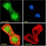 Immunofluorescence - Anti-IKZF4 Antibody (A326255) - Antibodies.com
