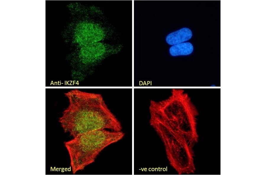Immunofluorescence - Anti-IKZF4 Antibody (A326255) - Antibodies.com