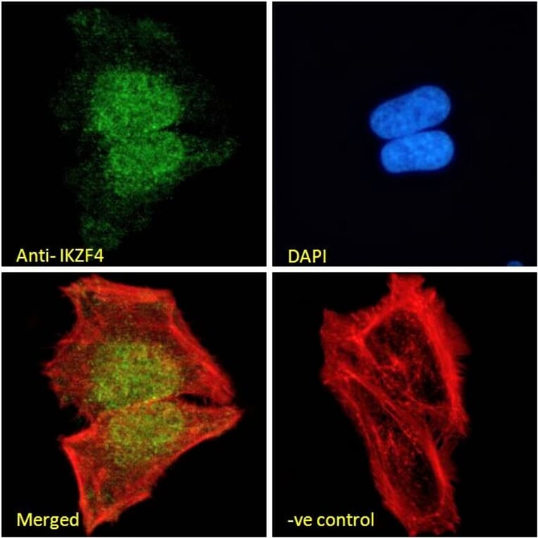 Immunofluorescence - Anti-IKZF4 Antibody (A326255) - Antibodies.com
