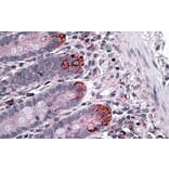 Immunohistochemistry - Anti-IL-12A Antibody (A326256) - Antibodies.com