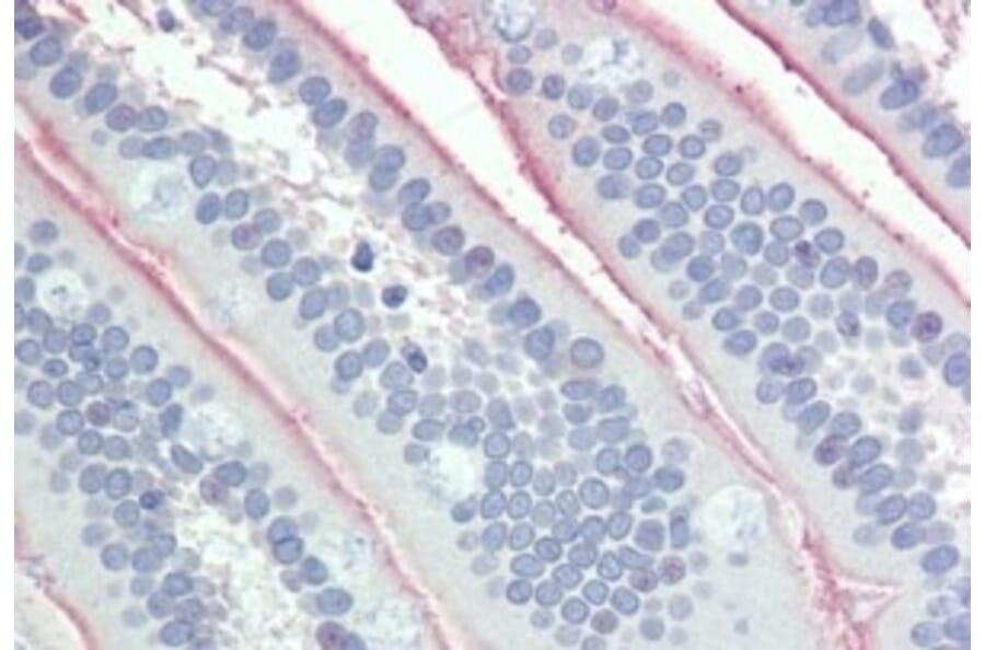 Immunohistochemistry - Anti-Intestinal Alkaline Phosphatase Antibody (A326257) - Antibodies.com