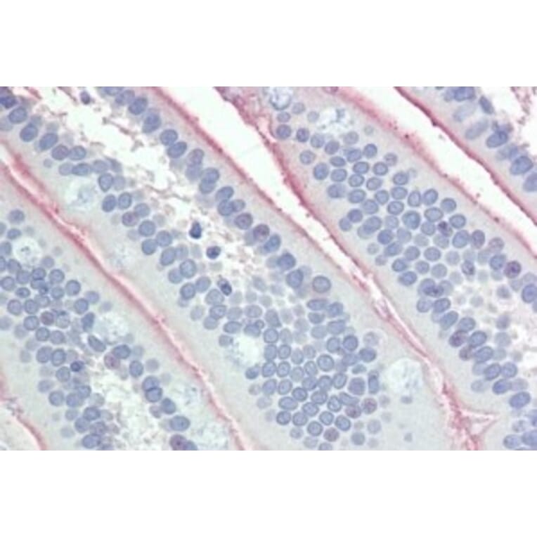 Immunohistochemistry - Anti-Intestinal Alkaline Phosphatase Antibody (A326257) - Antibodies.com